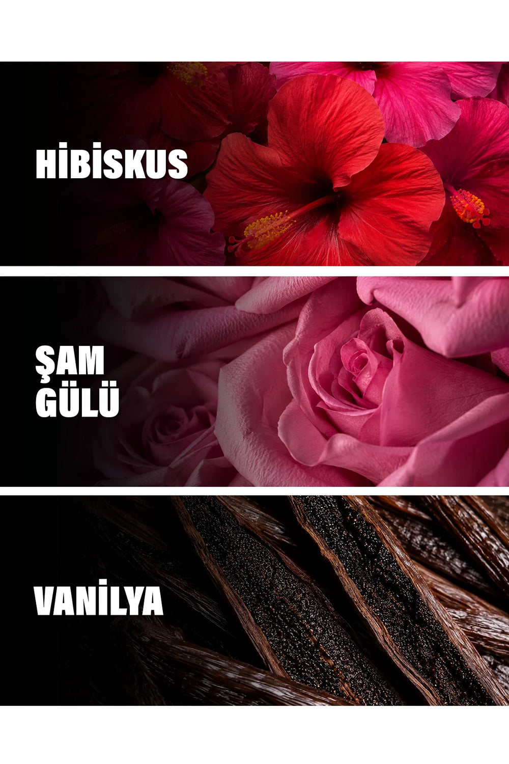 Hibiscus Mahajad