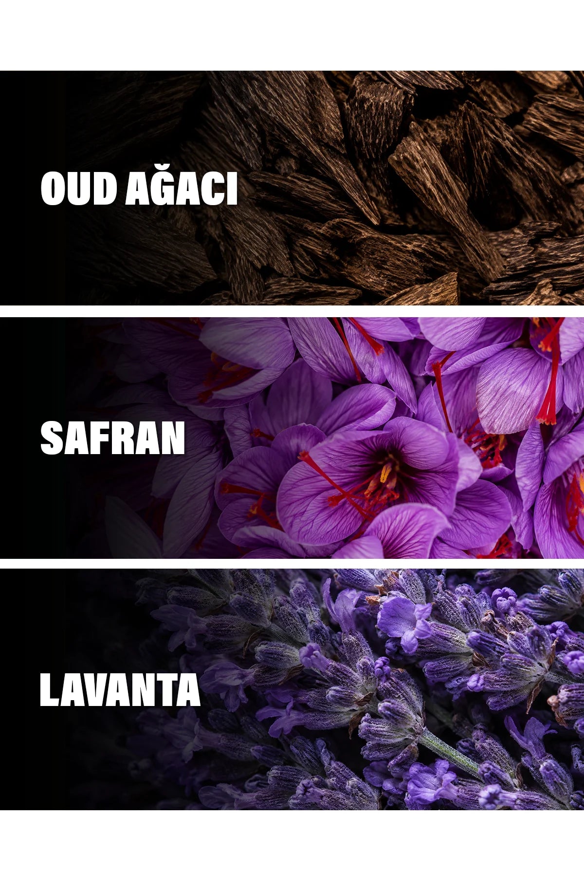 Oud for Greatness