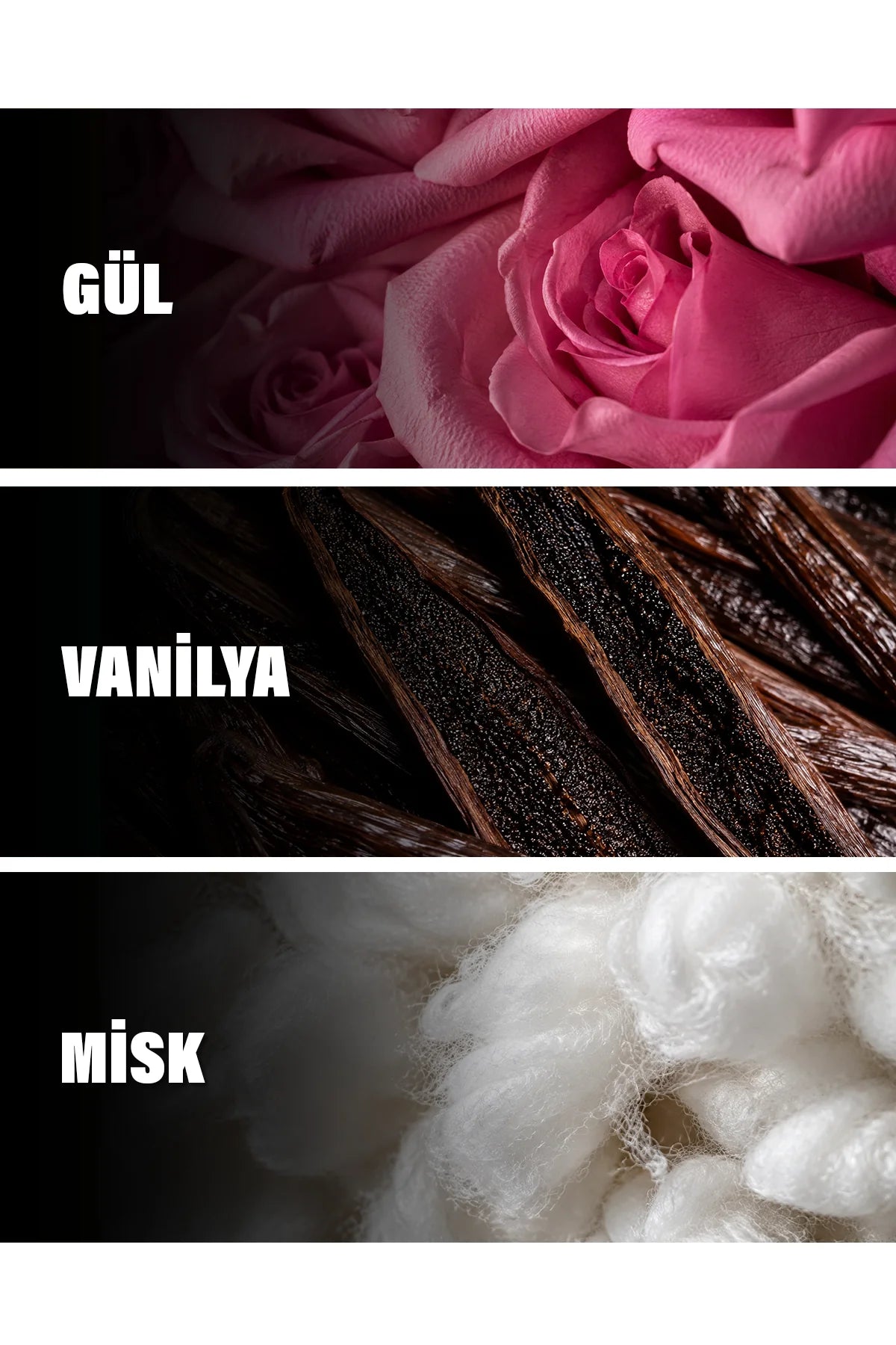 Roses Vanille